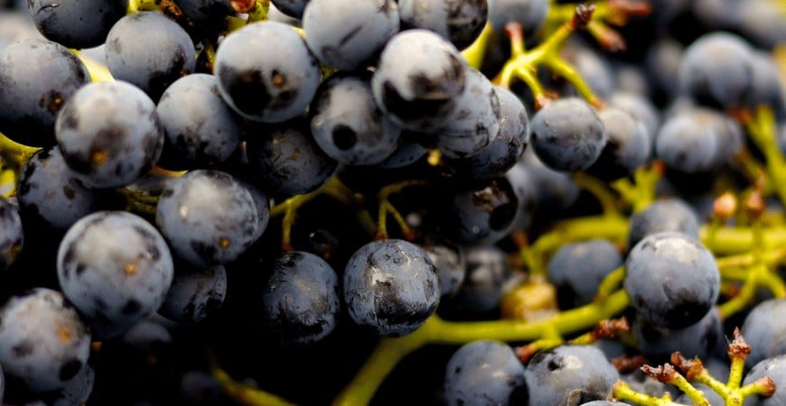 Conoce mejor el vino tinto: Variedades de uva de los vinos tintos en España