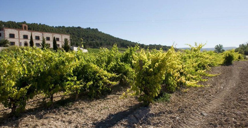 Bodega Matarromera: desarrollo sostenible para el mundo del vino