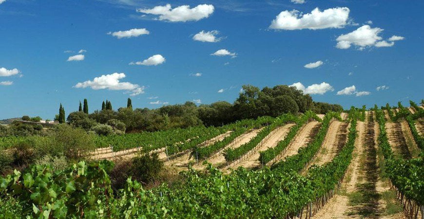 Vinos de Somontano: grandes vinos de Aragón y de España